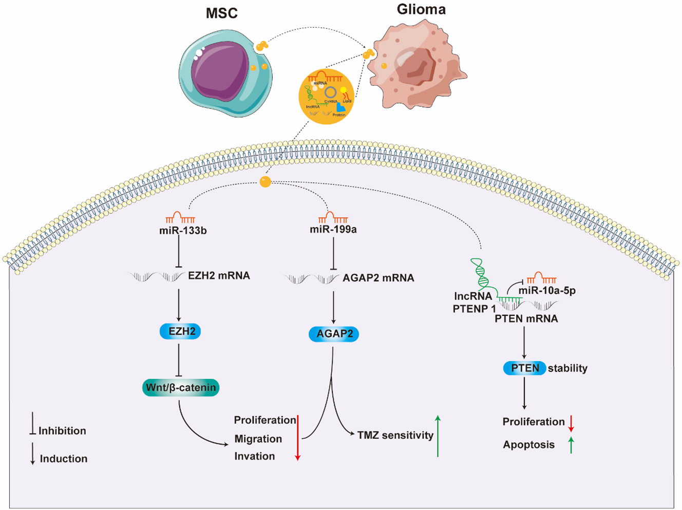 Figure 3: 
Inhibitory effects of MSCs Exo on glioma (the figure was drawn using AI and partly generated using Servier Medical Art, provided by Servier, licensed under a Creative Commons Attribution 3.0 unported license).
