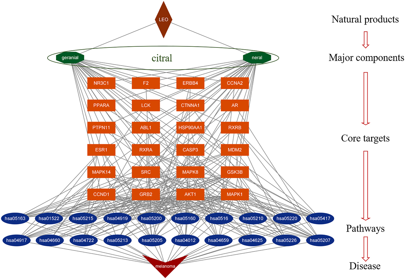 Figure 6: 
Natural products-major components-core targets-pathways-disease (NMCPD) network of LEO anti-melanoma. The NMCPD network of LEO anti-melanoma was composed of 2 components, 24 common targets, and 20 pathways, covering 48 nodes and 244 edges. The brown color represents LEO; green represents main bioactive compounds from LEO; orange represents target genes; blue represents signal pathways; red represents disease.
