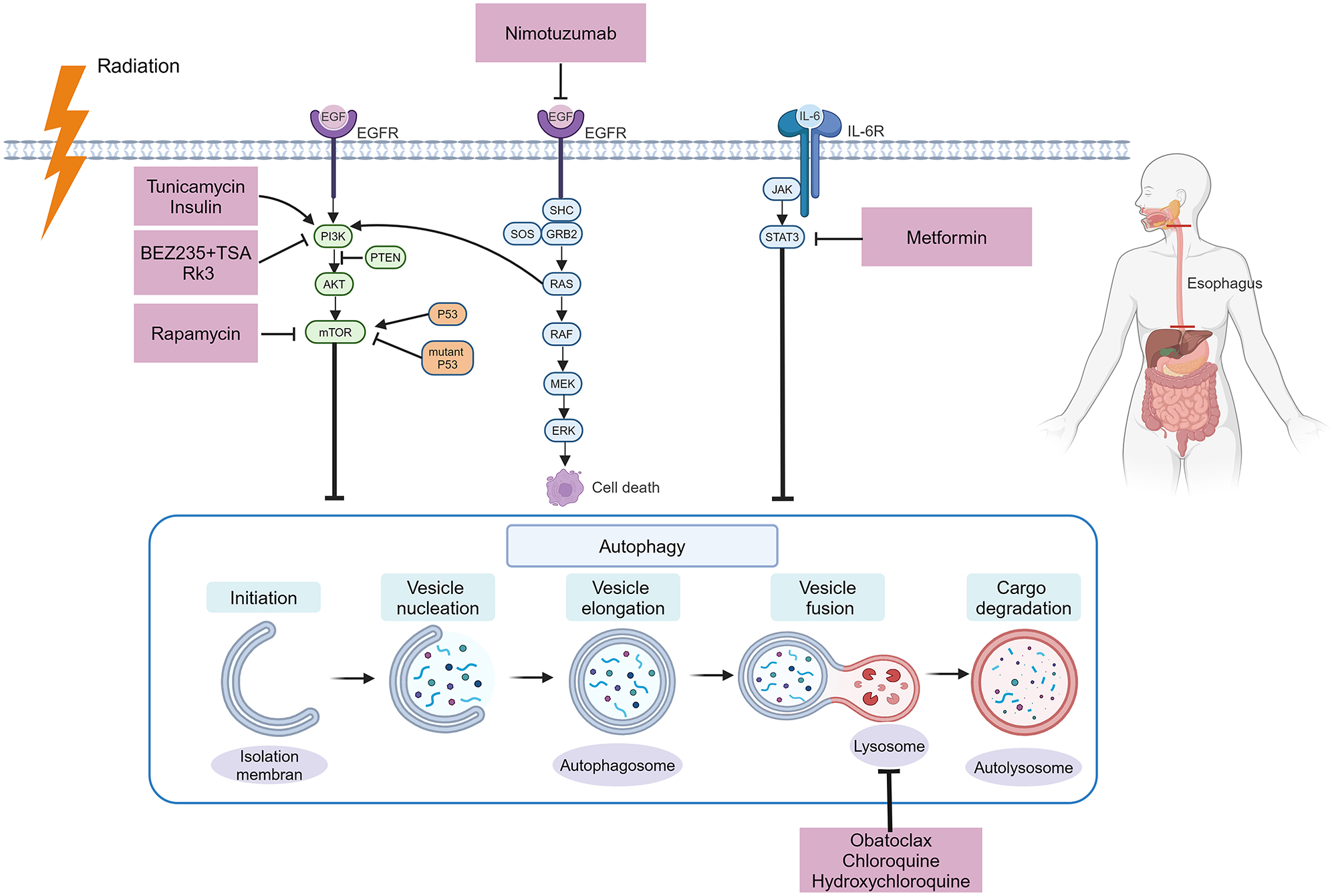 Figure 1:
The process of autophagy and the application of autophagy modulators in the treatment of ESCA. Autophagy is a process consisting of several stages: Initiation, vesicle nucleation, vesicle elongation, vesicle fusion, and cargo degradation. Molecular pathways related to autophagy, such as the PI3K/Akt/mTOR, STAT3, and EGFR pathways, can be modulated by drugs. EGFR, epidermal growth factor receptor; GRB2, growth factor receptor-bound protein 2; IL-6, interleukin-6; JAK, Janus kinase; mTOR, mechanistic target of the rapamycin kinase; PI3K, phosphatidylinositol-3 kinase; STAT, signal transducer and activator of transcription (created with BioRender.com).