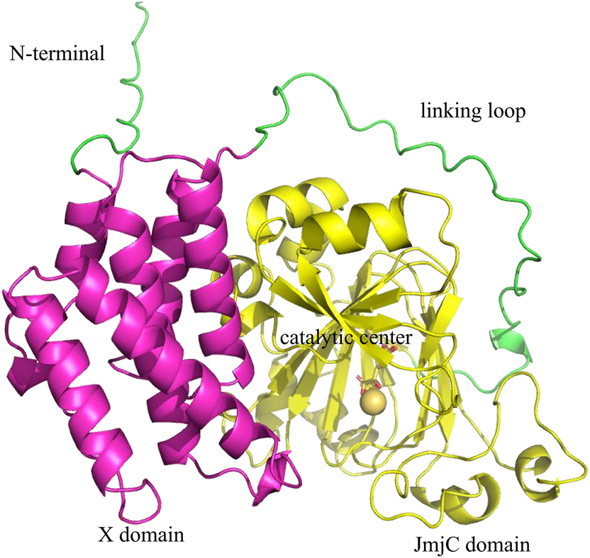 Figure 2: 
The protein of JMJD5 is shown as a cartoon. 3D arrangement of JMJD5’s domain according to the protein structure obtained by AlphaFold (https://alphafold.com/) prediction. There are two structural domains, namely an N-terminal X domain and a C-terminal JmjC domain. These two domains are connected by a long loop sequence named the linking loop. The X domain flanks the protein surface of the JmjC domain and is composed of several helices.
