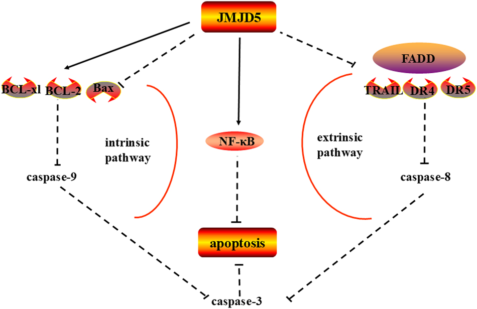 Figure 3: 
 JMJD5 affects caspases in apoptosis. JMJD5 inhibited the expression of caspase-9/3 by intrinsic apoptotic pathway and caspase-8/3 by extrinsic apoptotic pathway, thus inhibiting apoptosis in cancer. Note: Bcl-2, B-cell leukemia/lymphoma 2; BAX, Bcl-2-associated X protein; FADD, fas-associated protein with death domain; DR4, death receptor 4; TRAIL, tumor necrosis factor-related apoptosis-inducing ligand. (inhibition (--|), activation (→))
