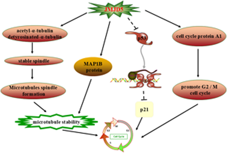 Figure 4: 
JMJD5 controls the cell cycle. JMJD5 regulates the acetyl-α-tubulin and detyrosinated-α-tubulin, MAP1B protein to regulate microtubule stabilization and promote cell cycle development. Furthermore, JMJD5 up-regulates the expression of cell cycle protein A1 and negatively regulates the expression of p53, which in turn stimulates the cell cycle. Note: MAPs, microtubule-associated proteins. (inhibition (--|), activation (→)).
