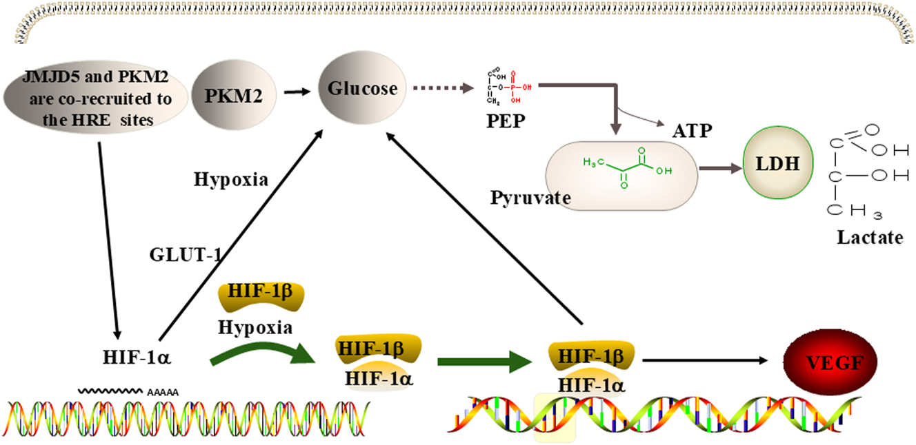 Figure 5: 
JMJD5 regulates metabolism in cancer. JMJD5 promotes the Warburg effect by stimulating the activity of PKM2, and the combination of JMJD5 and PKM2 jointly encourages the activity of HIF-1α, further promoting the Warburg effect and causing the expression of VEGF. Note: PKM2, pyruvate kinase M2; HIF-1α, hypoxia inducible factor-1α; VEGF, vascular endothelial growth factor. LDH, lactate dehydrogenase; PEP, phosphoenolpyruvate; GLUT, glucose transporter.
