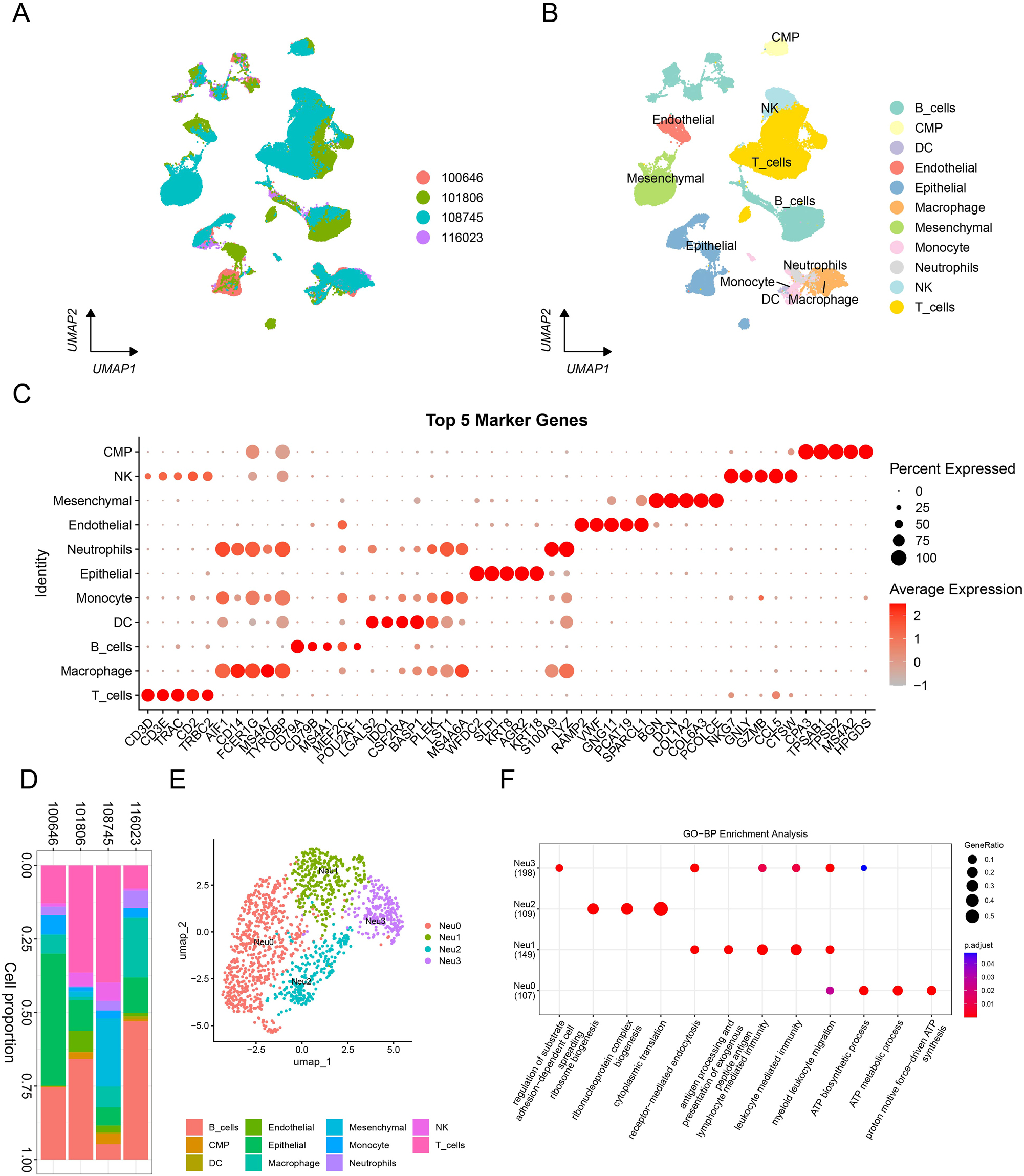 Figure 1: 
The classification and functional enrichment analysis of neutrophil subsets. (A, B) Distribution of samples and cell types, resulting in the identification of 11 major clusters through annotation. (C) Exhibition of the expression patterns of the top 5 marker genes across the 11 cell types. (D) The percentage of each cell type present in each sample. (E) UMAP dimensionality reduction plot reveals four neutrophil subsets, namely Neu0, Neu1, Neu2, and Neu3. (F) Functional enrichment analysis bubble plot of the four neutrophil subsets. Note: 100646: MRC003; 101806: MRC007; 108745: MRC009; 116023: MCR001.
