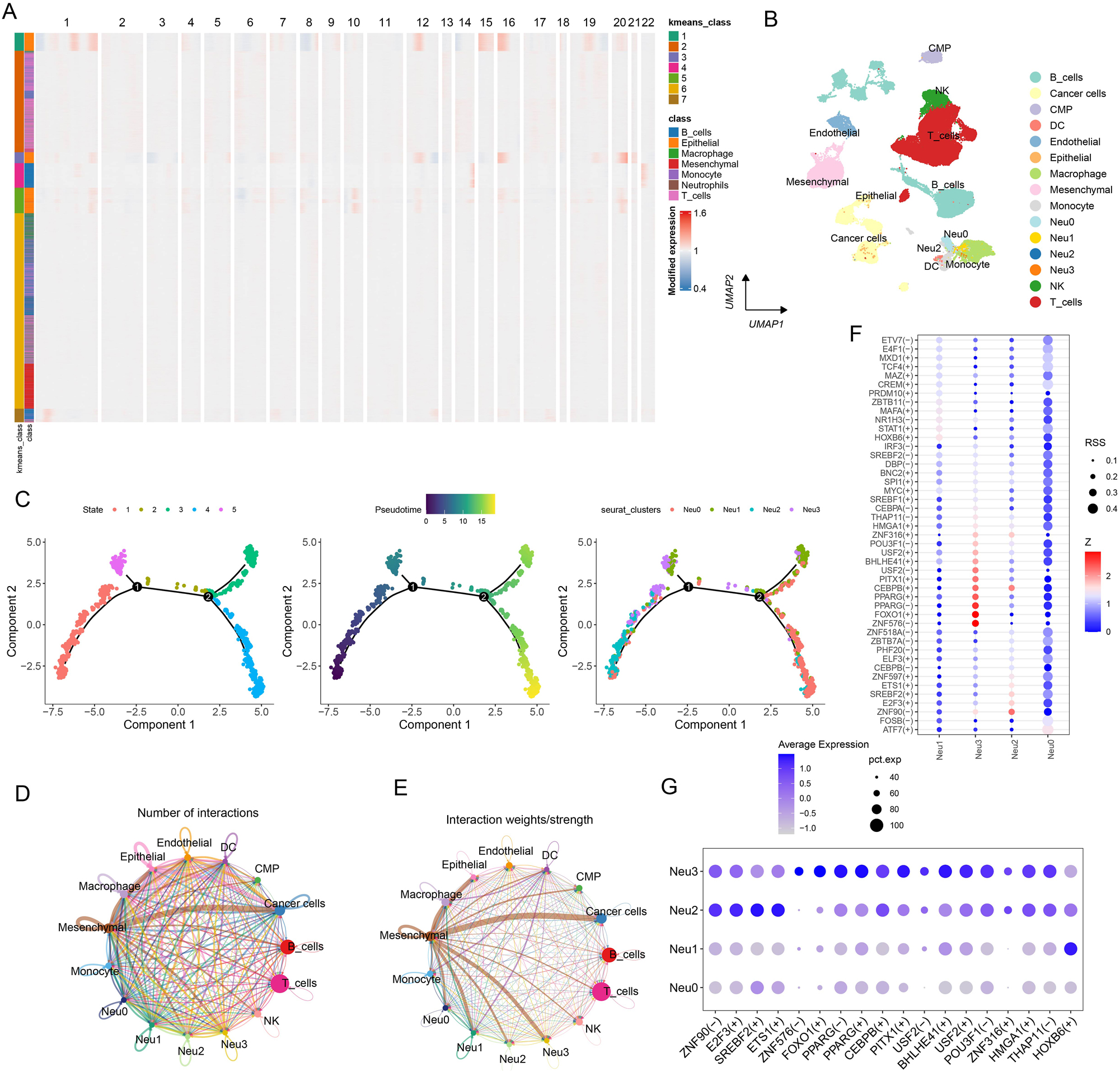 Figure 2: 
Analysis of neutrophil subpopulations and TFs. (A) CNV clustering heatmap. (B) UMAP dimensionality reduction plot annotated with malignant cells. (C) Pseudotime analysis of neutrophils, which were divided into five distinct states. (D) Chord diagram presenting the number of cell–cell communications. (E) Chord diagram illustrating the intensity of cell–cell communications. (F) Predicted activation and inhibition scores of TFs in the four neutrophil subpopulations. (G) Expression levels of TFs across the four neutrophil subpopulations.

