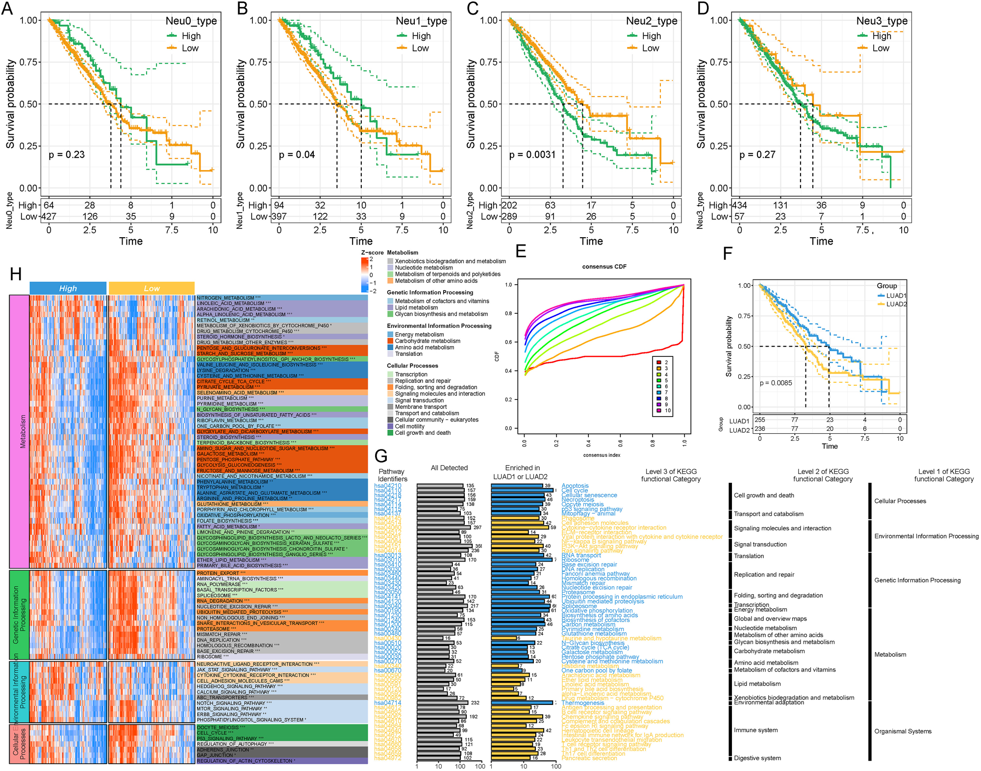 Figure 3: 
Prognosis and enrichment analysis of the neutrophil subpopulations. (A–D) KM curves depicting patient prognosis in (A) Neu0 neutrophil subset, (B) Neu1 neutrophil subset, (C) Neu2 neutrophil subset, and (D) Neu1 neutrophil subset. (E) CDF delta area indicates relatively stable clustering results when the number of clusters is set to 2. (F) KM curves comparing the two subtypes of LUAD. (G) KEGG enrichment analysis between the two subtypes of LUAD. (H) KEGG enrichment analysis of DEGs between high-risk and low-risk groups in LUAD. *p<0.05, **p<0.01, ***p<0.001.
