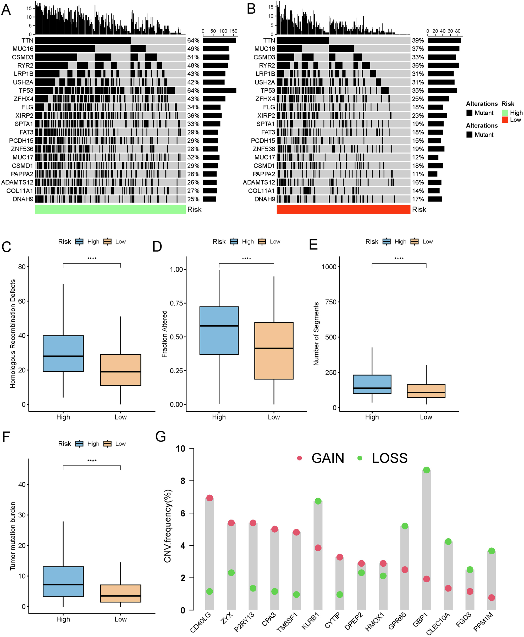 Figure 8: 
Mutation profiles and genomic characteristics in high- and low-risk groups. (A, B) Waterfall plots presenting the top 20 mutated genes in (A) high-risk and (B) low-risk groups. (C–F) Comparison of differences in (C) HRD score, (D) fraction altered, (E) number of segments, and (F) TMB between high- and low-risk groups in the TCGA cohort. (G) Distribution of patient proportions with CNV mutations in module genes within the TCGA dataset. ****p<0.0001.
