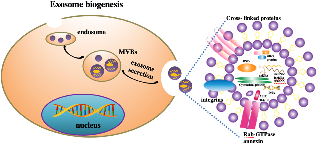 Figure 2: 
Biogenesis and contents of EVs.
