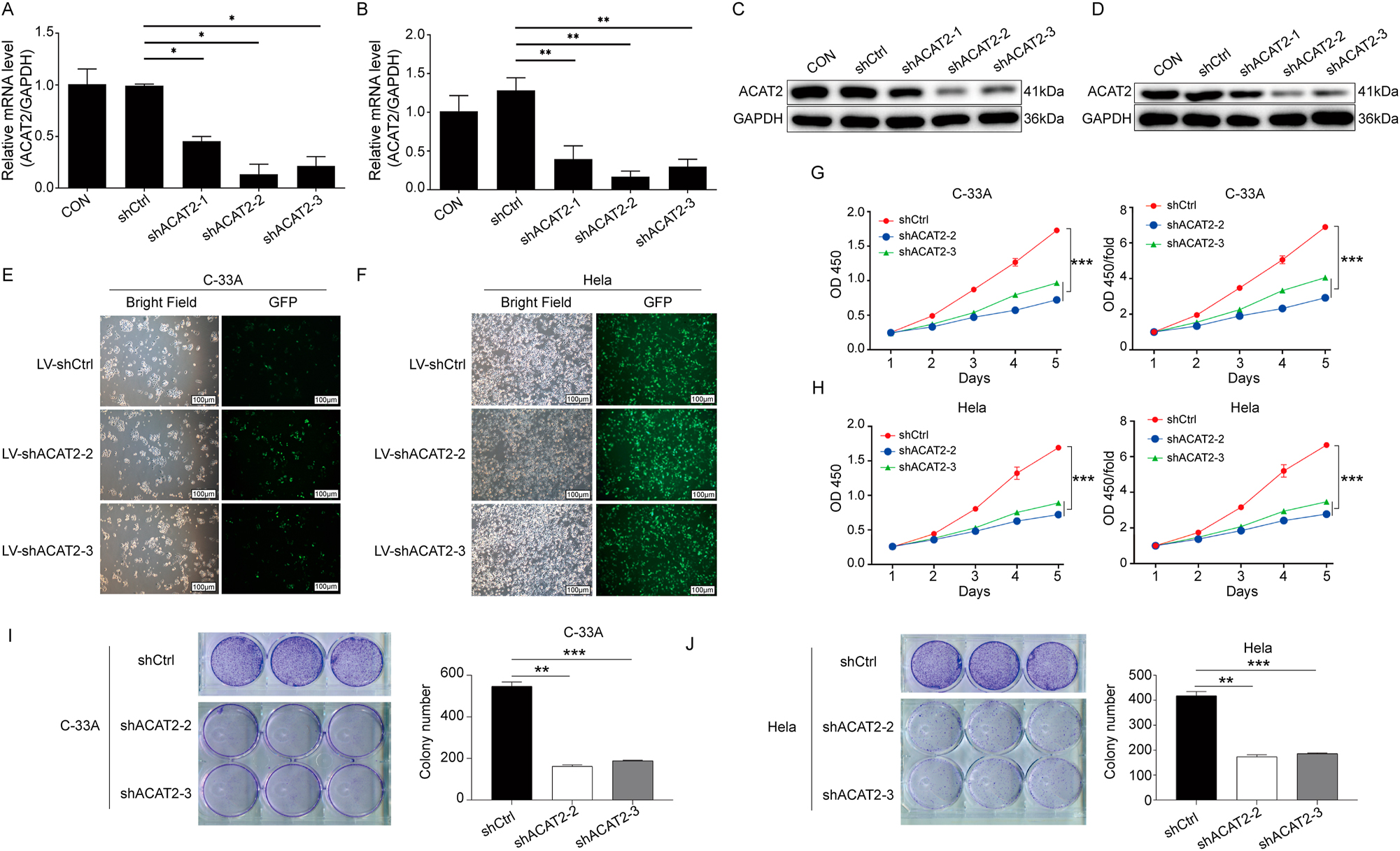 Figure 3: 

ACAT2 mediates proliferation in cervical cancer cell lines. qPCR analysis showing the knockdown efficiency of ACAT2 in the C-33A cell line (A) and HeLa cell line (B). Evaluation of ACAT2 protein expression levels via Western blot (WB) in C-33A cells (C) and HeLa cells (D). Lentiviral transduction of ACAT2 knockdown in C-33A cells (E) and HeLa cells (F). Scale bar, 100 μm. ACAT2 knockdown significantly inhibited the proliferation of C-33A cells (G) and HeLa cells (H), as measured by the CCK-8 assay. Colony formation assay showed that ACAT2 knockdown reduced the colony-forming ability of C-33A cells (I) and HeLa cells (J). *p<0.05, **p<0.01, ***p<0.001.
