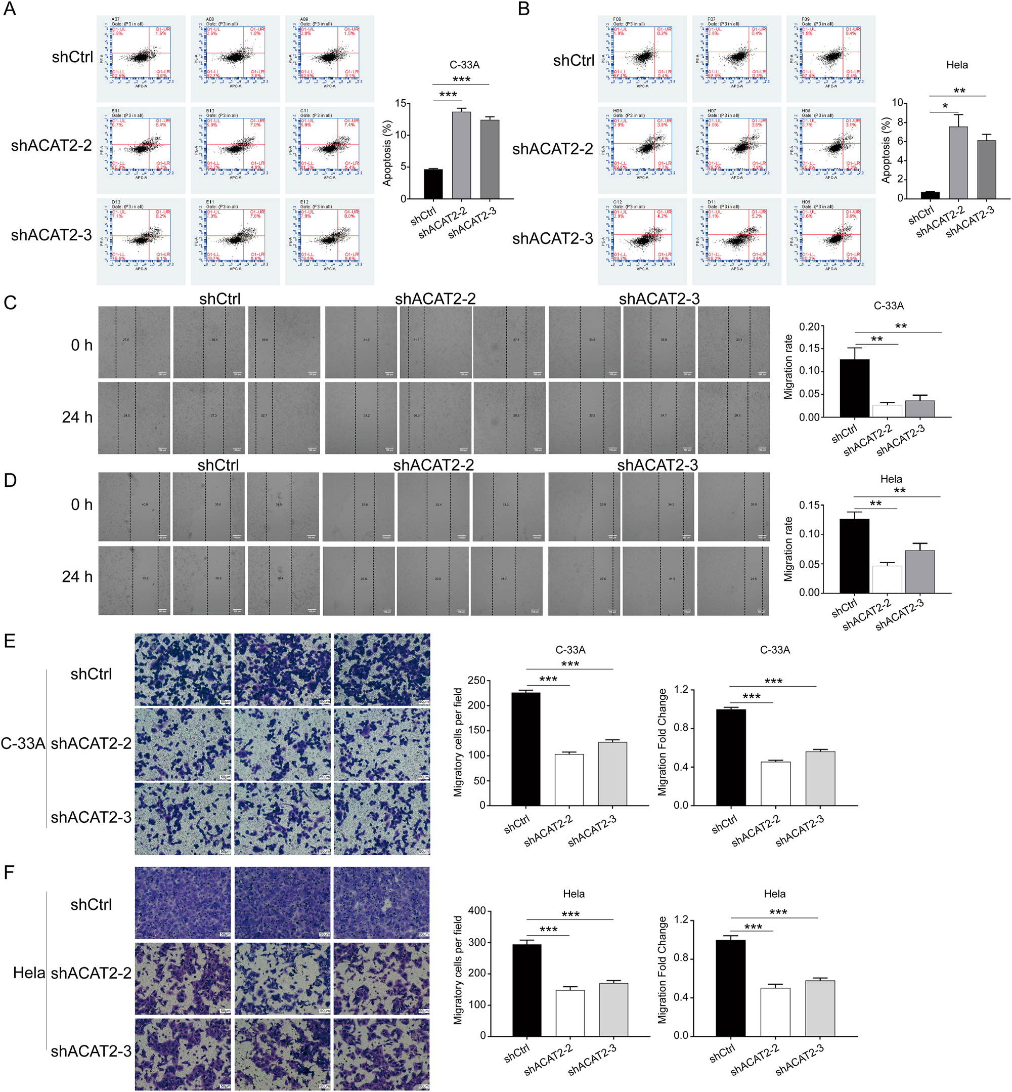 Figure 4: 

ACAT2 mediates proliferation in cervical cancer cell lines. Flow cytometry analysis of apoptosis levels in ACAT2-knockdown C-33A cells (A) and HeLa cells (B). Wound healing assays showed attenuated migration abilities in ACAT2-knockdown C-33A cells (C) and HeLa cells (D). Scale bar, 100 μm. Transwell migration assays indicated reduced migratory capacity in ACAT2-knockdown C-33A cells (E) and HeLa cells (F). Scale bar, 50 μm *p<0.05, **p<0.01, ***p<0.001.
