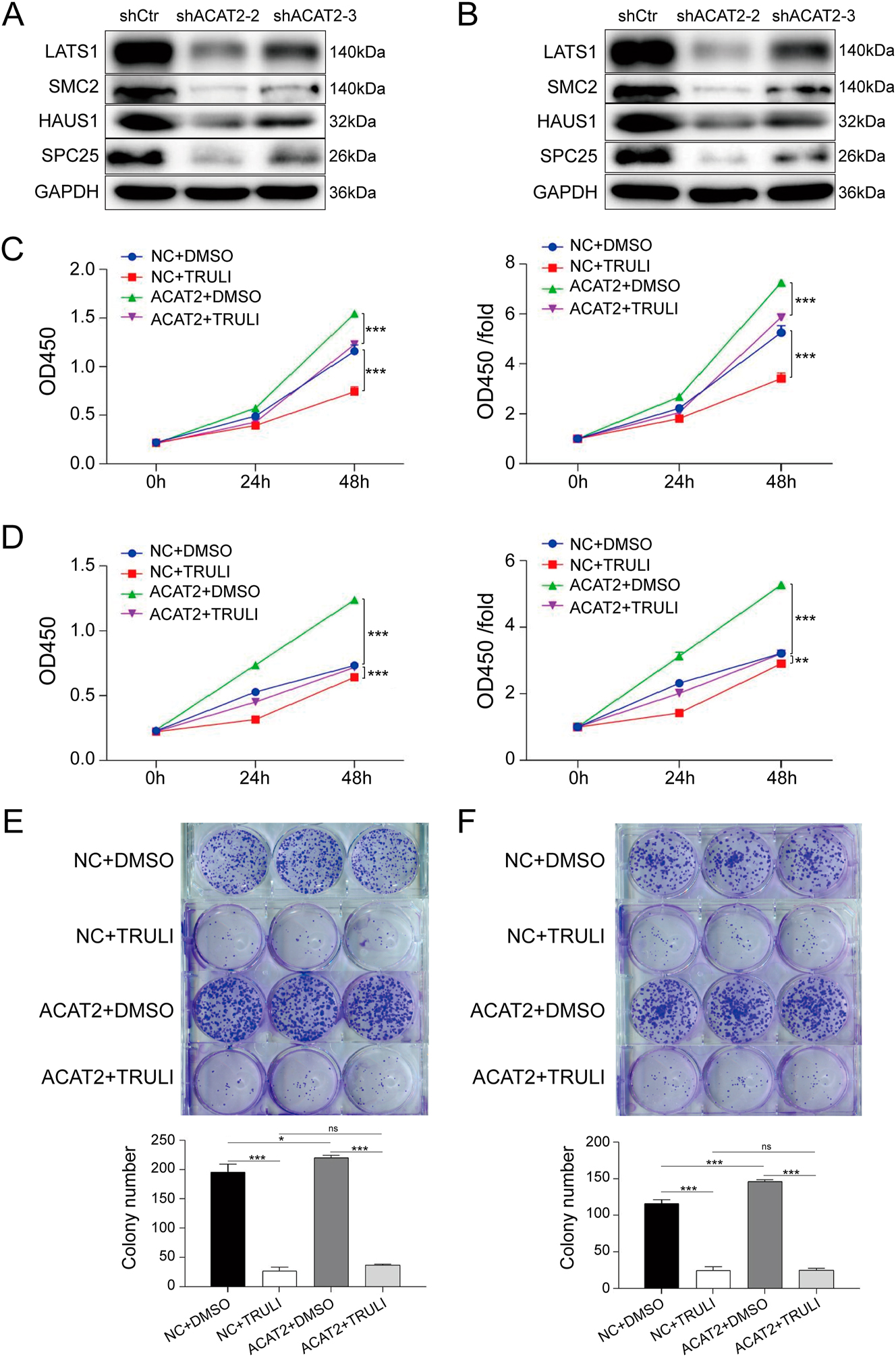 Figure 5: 
Inhibition of LATS1 suppresses proliferation and growth of ACAT2-overexpressing C-33A and HeLa cells. LATS1 protein expression was validated by Western blotting in ACAT2-knockdown C-33A cells (A) and HeLa cells (B). The proliferation of ACAT2-overexpressing C-33A (C) and HeLa (D) cells was significantly inhibited by TRULI treatment, as determined by the CCK-8 assay. The colony-forming ability of ACAT2-overexpressing C-33A (E) and HeLa (F) cells was reduced following TRULI treatment, as determined by colony formation assays. The protein levels of downstream genes (SMC2, HAUS1, and SPC25) identified via bioinformatics analysis were also compared with LATS1 expression. Ns, no significance; *p<0.05, **p<0.01, ***p<0.001.
