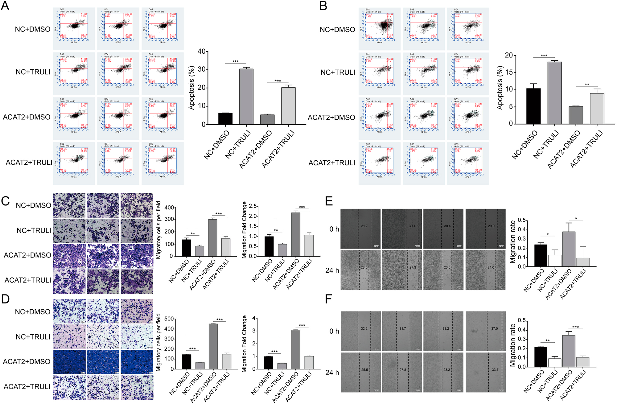 Figure 6: 
Inhibition of LATS1 suppresses proliferation and growth of ACAT2-overexpressing C-33A and HeLa cells. Flow cytometry analysis demonstrated that apoptosis was promoted in ACAT2-overexpressing C-33A (A) and HeLa (B) cells treated with the LATS1 inhibitor TRULI. Transwell migration assays revealed decreased migratory capacity in ACAT2-overexpressing C-33A (C) and HeLa (D) cells treated with TRULI. Scale bar, 50 μm. Wound healing assays indicated attenuated migration ability in ACAT2-overexpressing C-33A (E) and HeLa (F) cells treated with TRULI. Scale bar, 100 μm. Ns, no significance; *p<0.05, **p<0.01, ***p<0.001.
