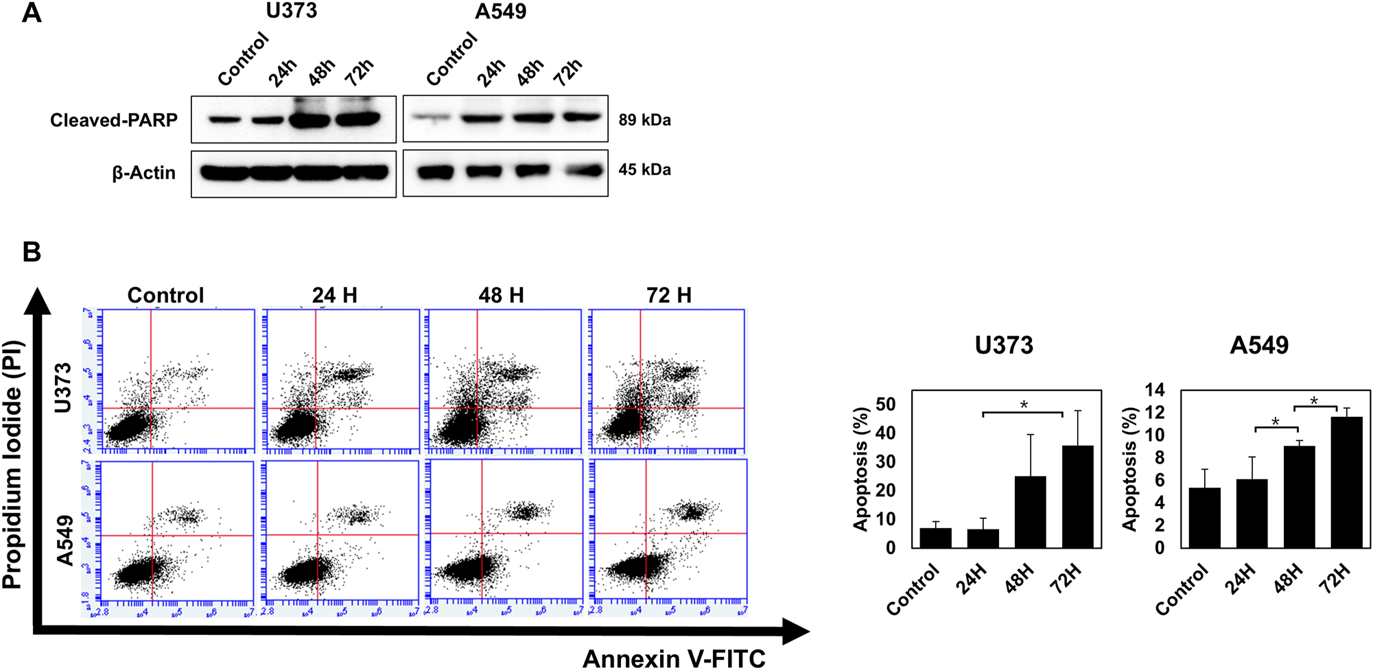 Figure 3: 
Effects of duration of mild hyperthermia at 40 °C on apoptosis markers in glioblastoma and non-small cell lung cancer (NSCLC) cell lines. Cells were exposed to hyperthermia at 40 °C for 24–72 h. Levels of expression of cleaved-PARP were analyzed by (A) Western blotting, and (B) numbers of annexin V-positive cells were measured by flow cytometry. The values represent the means ± SDs of three independent experiments. *p<0.05.
