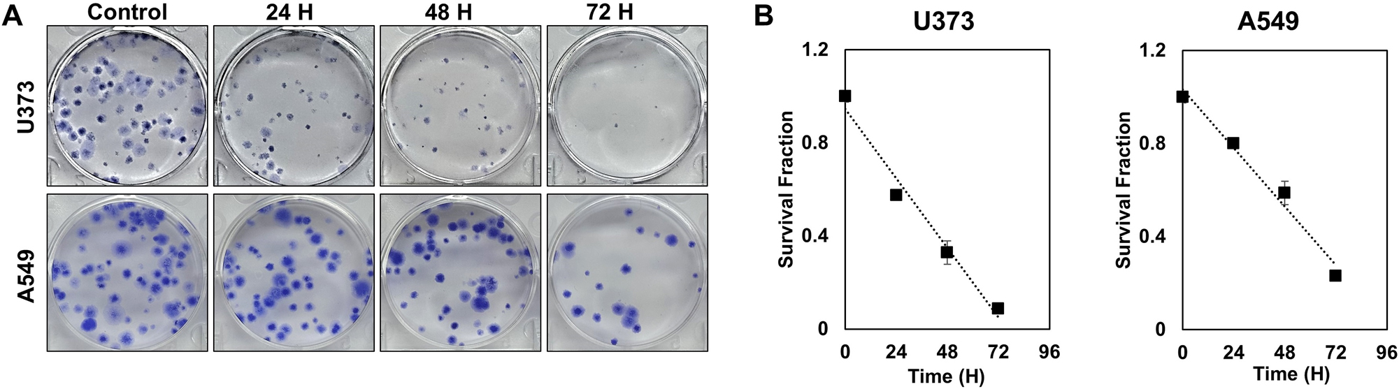 Figure 4: 
The results of clonogenic assays (A) Photographs and (B) survival curves from clonogenic assays of glioblastoma and non-small cell lung cancer (NSCLC) cell lines exposed to hyperthermia at 40 °C for 24–72 h.
