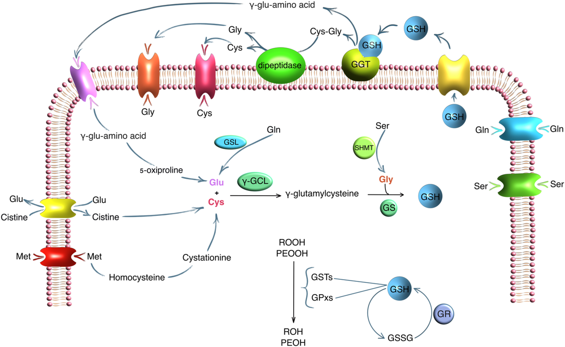Figure 5: 
The role of GGT and amino acids in GSH metabolism. Note: GGT, γ-glutamyltransferase; GSH, glutathione; GSSH, oxidized glutathione; GSL, glutaminase; γ-GCL, γ-glutamylcysteine ligase; SHMT, serine hydroxymethyltransferase; GS, glutathione synthetase; GR, glutathione reductase; POOH, organic hydroperoxides; PEOOH, lipid hydroperoxides; GSTs, glutathione S-transferases; GPxs, glutathione peroxidases.
