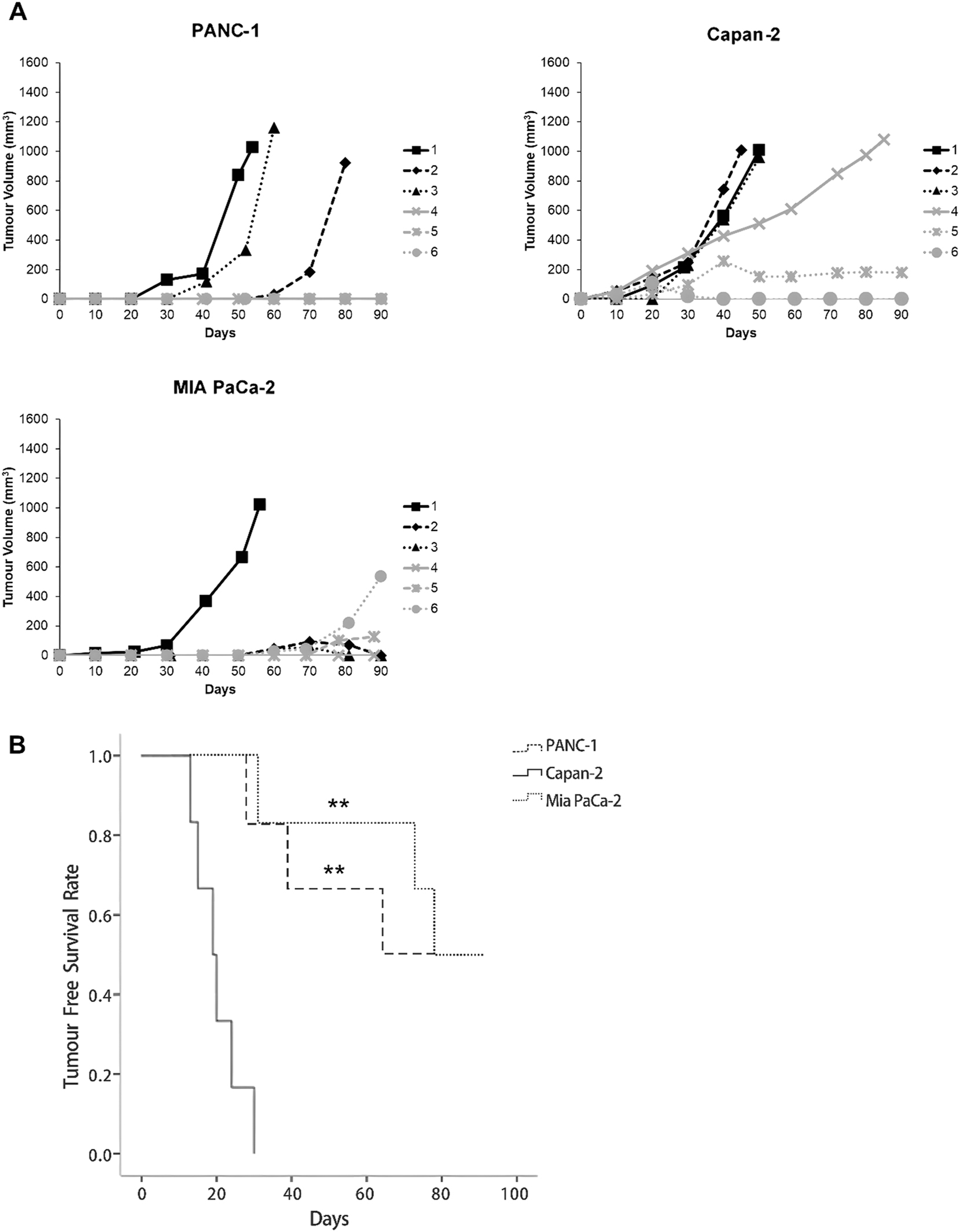 Figure 3:
Tumour engraftabilities of KRAS-driven PDAC cell lines in vivo. Tumour xenografts were established in immunocompromised mice via subcutaneous transplantations of 106 cells of each PDAC cell line (PANC-1, Capan-2, and MIA PaCa-2) per animal. (A) Growth curves of tumour xenografts (n=6 per cell line). Capan-2 cells demonstrated a remarkably high rate of tumour engraftment. (B) Tumour free survival curves of immunocompromised mice inoculated with 106 PDAC cells. Capan-2 cells show stronger tumour-initiating ability than PANC-1 and MIA PaCa-2, as shown by earlier tumour onset and shorter tumour-free survival in mice. Statistical significance of the differences relative to Capan-2 was determined by SPSS Kaplan-Meier survival analysis using three pairwise comparison algorithms: log-rank method, Breslow test, and Tarone-Ware (**p<0.01).