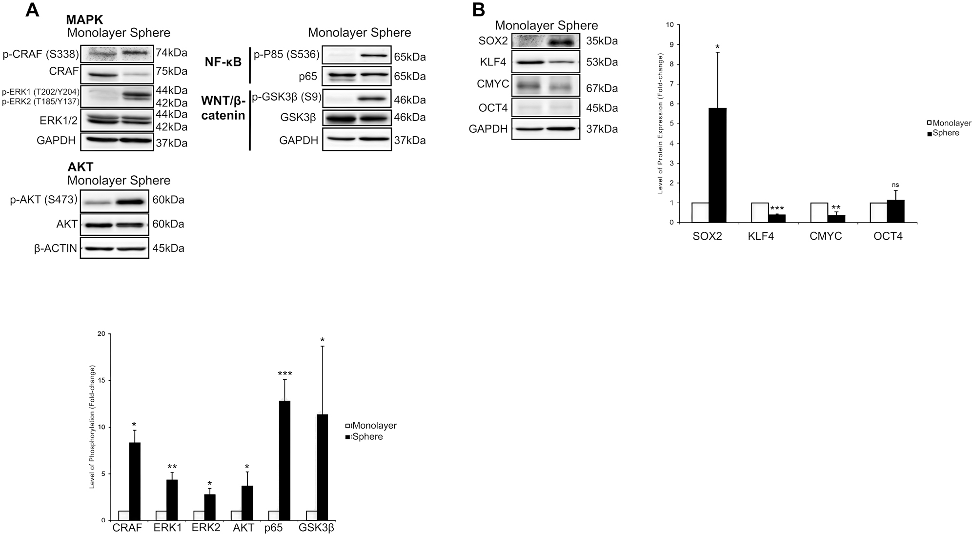 Figure 4:
Activations of stemness-related signalling pathways and expressions of embryonic transcription factors in Capan-2 tumourspheres. Capan-2 cells were propagated as a monolayer or tumoursphere (sphere) culture. (A) Immunoblots show strong activation of MAPK, PI3K-AKT, NF-κB, and WNT/β-catenin pathways in Capan-2 tumourspheres. (B) Immunoblots show that only SOX2 expression was elevated among the four embryonic factors in Capan-2 tumourspheres; GAPDH and β-actin served as loading controls. Bar charts show the phosphorylation levels of signalling molecules and the expression levels of embryonic transcription factors. Data are expressed in mean ± s.d. (n=3 independent experiments). Statistical significance of the differences was analysed by SPSS independent-samples t-test (ns, not significant; *p≤0.1; **p≤0.01; ***p≤0.001). CMYC, cellular myelocytomatosis oncogene; ERK1/2, extracellular signal-regulated kinase 1/2; GAPDH, glyceraldehyde 3-phosphate dehydrogenase; GSK3β, glycogen synthase kinase-3 beta; KLF4, kruppel-like factor 4; MAPK, mitogen-activated protein kinase; NF-κB, nuclear factor kappa B; OCT4, octamer-binding protein 4; PI3K, phosphoinositide 3-kinase; SOX2, SRY-box transcription factor 2.