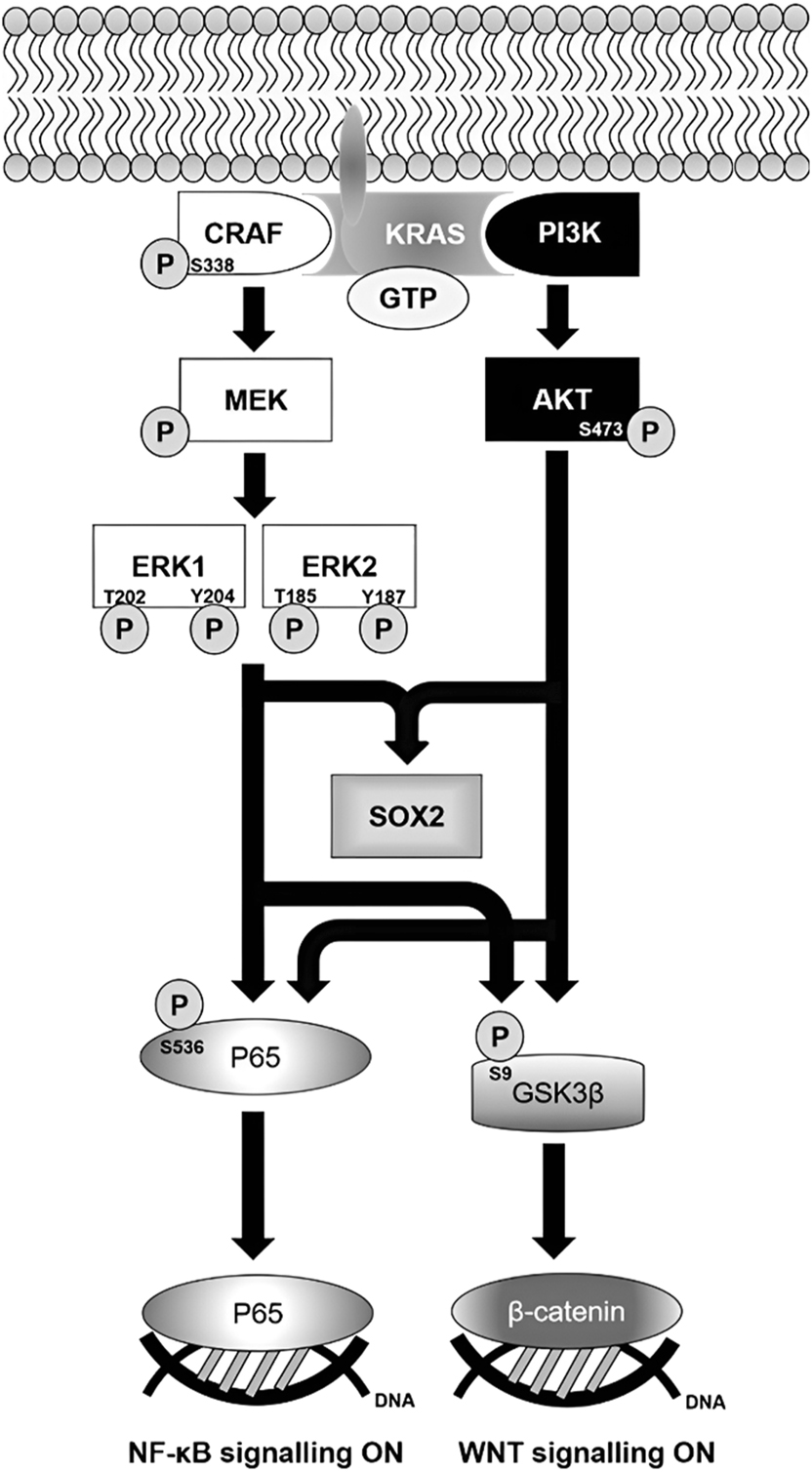 Figure 5:
Molecular mechanism of self-renewing Capan-2 tumourspheres. Oncogenic KRAS mediates the activations of MAPK and PI3K-AKT pathways in response to the stimulation of EGF and FGF receptors by their respective growth factors. CRAF is activated by phosphorylation that brings about a cascade of activating phosphorylations of MEK and ERKs, while active PI3K converts phosphatidylinositol (3,4)-bisphosphate (PIP2) into phosphatidylinositol (3,4,5)-triphosphate (PIP3) that facilitates AKT activation. Following the activation of MAPK and PI3K-AKT pathways, downstream NF-κB and WNT pathways are turned on. SOX2 expression is upregulated by dual activation of MAPK and PI3K-AKT pathways. ERK1/2, extracellular signal-regulated kinase 1/2; GSK3β, glycogen synthase kinase-3 beta; GTP, guanosine triphosphate; MEK, mitogen-activated protein kinase kinase; PI3K, phosphoinositide 3-kinase; SOX2, SRY-box transcription factor 2.