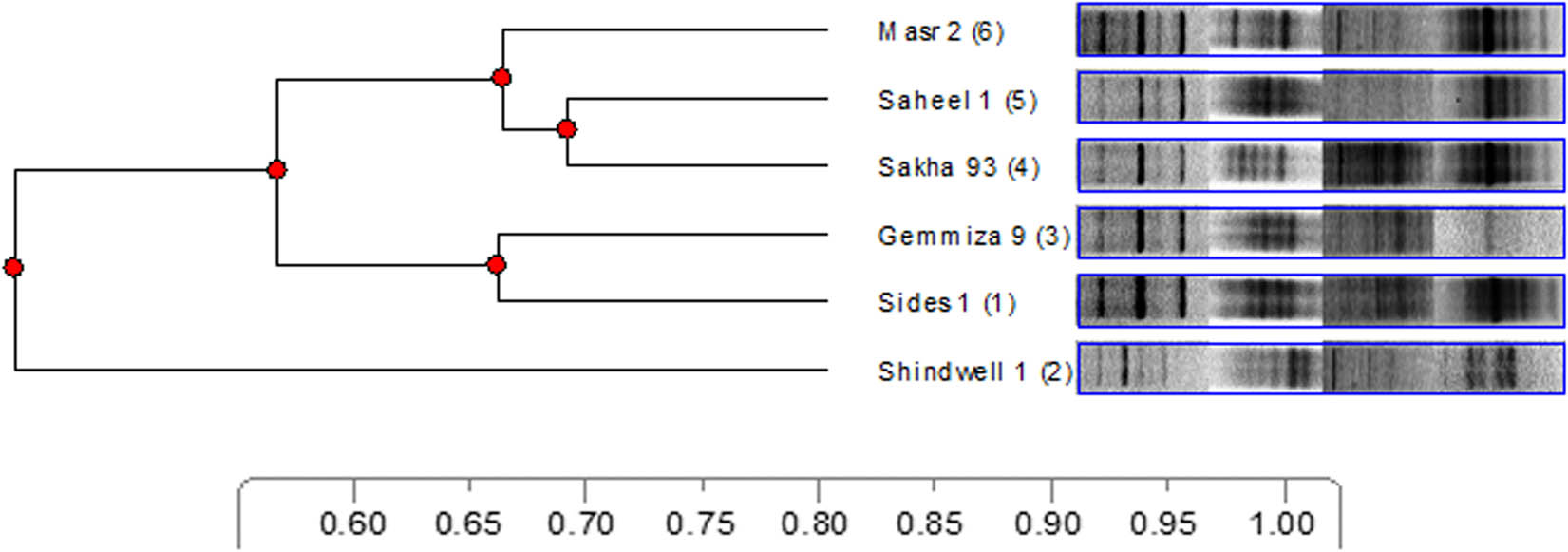Figure 4 Dendrogram showing the phylogenetic relationships and resulted clusters for the six wheat varieties. 1-Sides 1,2-Shindwell 1,3-Gemmiza 9, 4-Sakha 93, 5-Saheel 1 and 6-Masr 2.