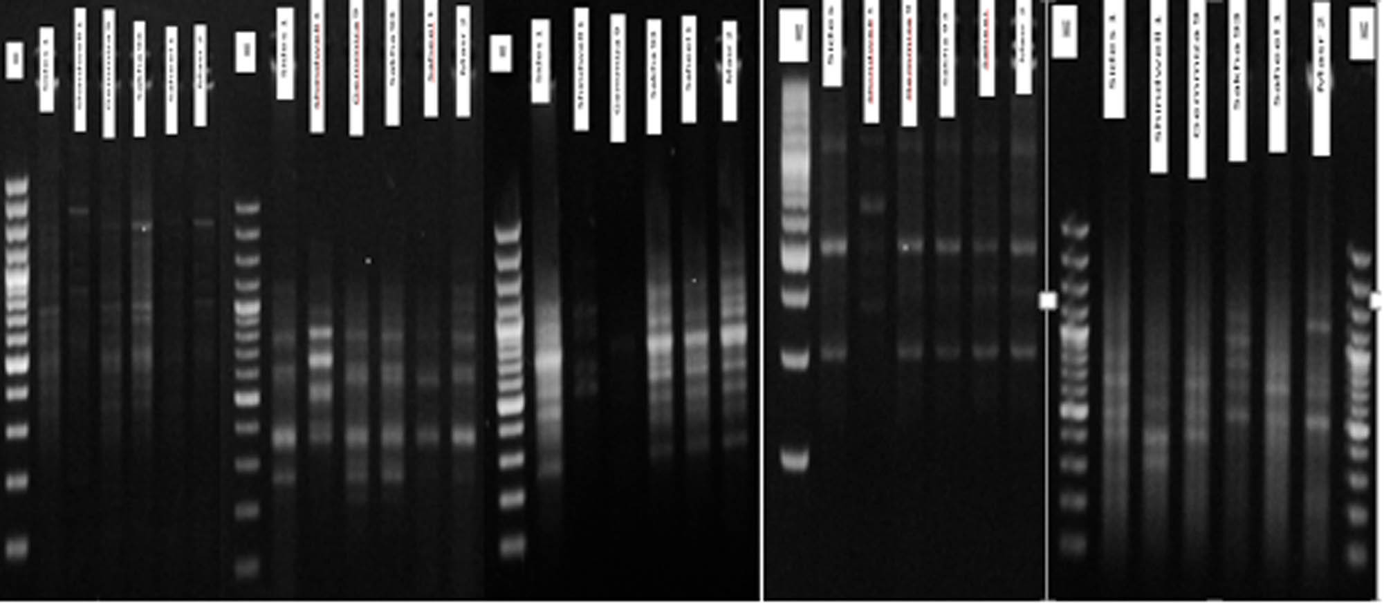 Figure 5 RAPD polymorphism in six wheat species (Sides 1, Shindwell 1, Gemmiza 9, Sakha 93, Saheel 1 and Masr 2). Primer No. 3, Primer No. 5, Primer No. 7, Primer No. 8 and Primer No. 10, respectively.