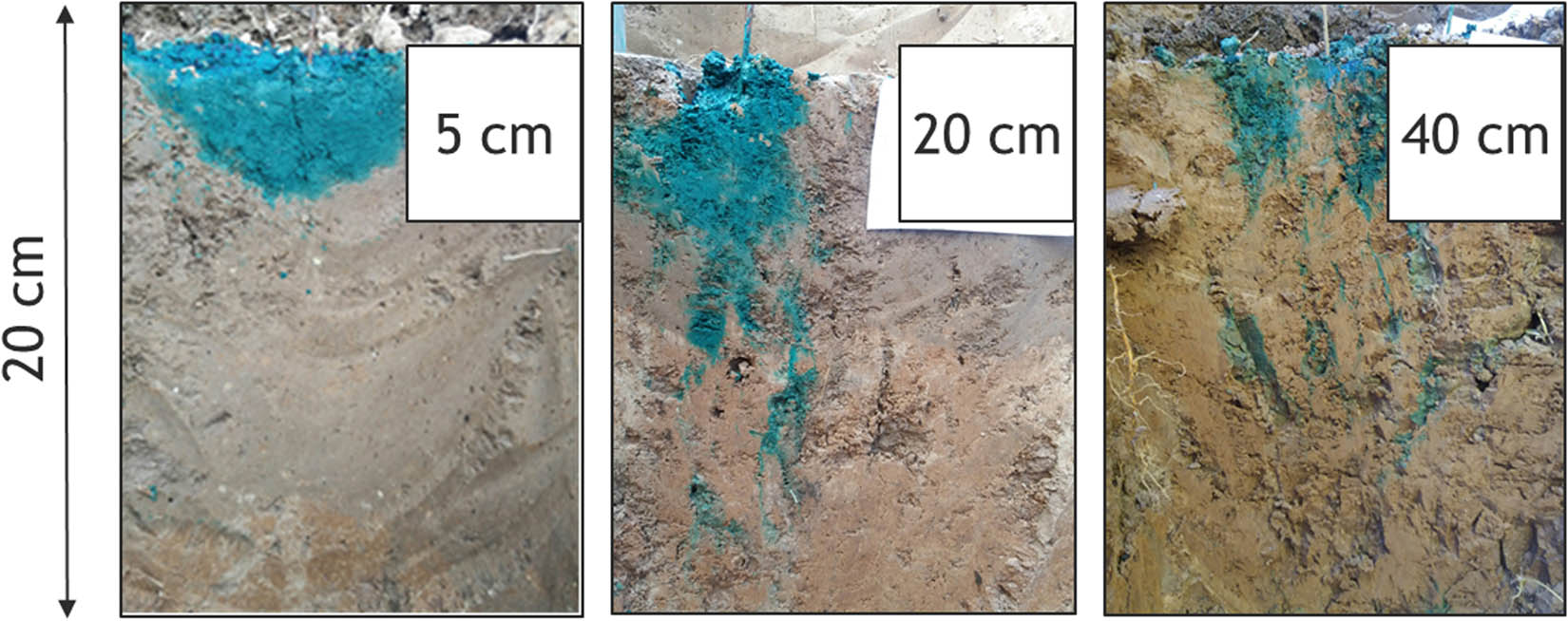 Figure 5 Migration of the marker substance along the soil profile depending on configuration of the conducting pore space.