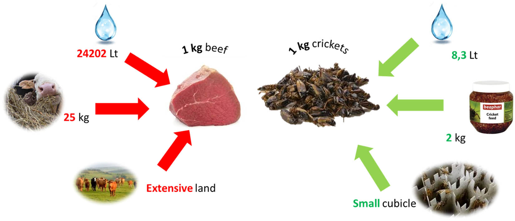 Figure 1
Comparative input/output balance in beef and cricket production.