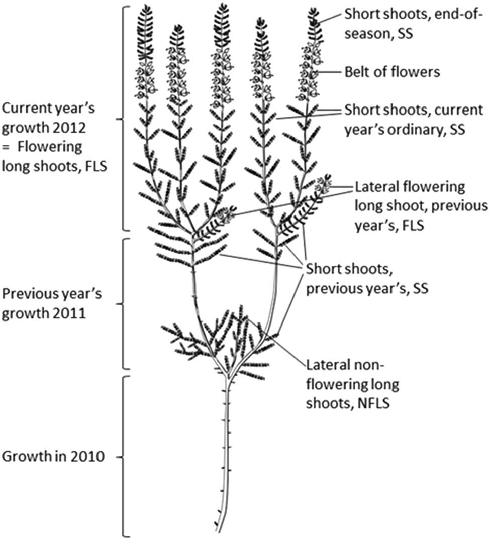 Figure 1
An illustration of annual growth and shoot production in heather (Calluna vulgaris (L.) Hull). Abbreviations (SS, FLS, NFLS) refers to the counting and classification of the shoots in the field before the analysis in our study. Short shoots (SS) consist of end-of-season short shoots, current year’s ordinary short shoots, and previous year’s short shoots. Flowering long shoots (FLS) consists of the current year’s flowering shoots and lateral, flowering long shoots that were developed from the previous year’s growth. Lateral nonflowering long shoots (NFLS) were identified by light green, soft biomass, and lengthened internodes between the leaves, and they were classified into their group. The figure is modified from Mohamed and Gimingham (1970).