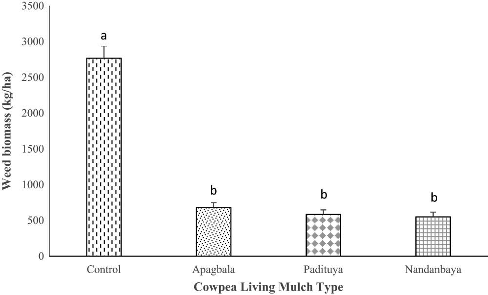 Figure 2 
                  The effect of cowpea living mulch types on weed biomass in maize plots (average of 2017/2018 cropping season). Bars represent standard error of means and bars with different letters are significantly (p < 0.05) different.
               