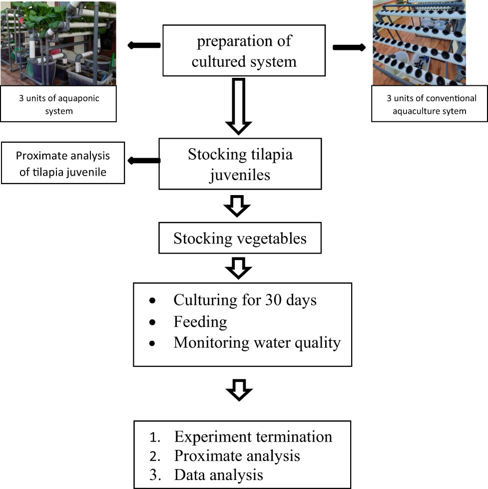 Figure 2 
                  Flowchart of the experiment started from the preparation of cultured systems until experiment termination and data analysis.
               
