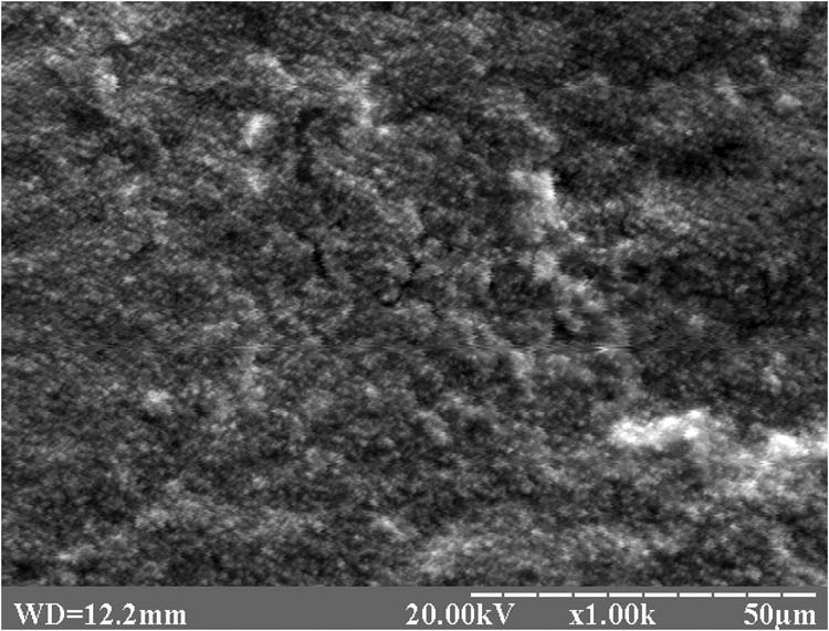 Figure 2
Electron microscopic image of the protective artificial cuticle FGA.