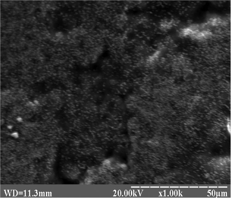 Figure 3
Electron microscopic image of the protective artificial cuticle HGA based on the composite chitosan-nanoparticles CaCO3–Cu2+.
