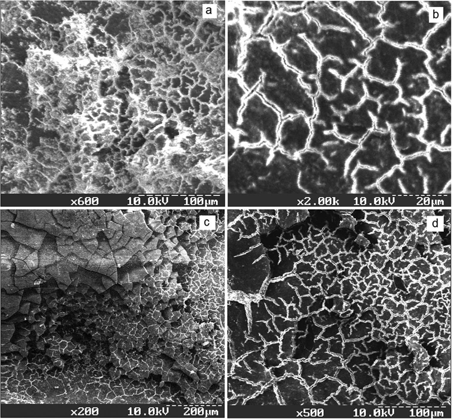 Figure 4
Electron microscopic image of the native cuticle of a chicken egg (a); protective artificial cuticle HGA based on the composite chitosan-nanoparticles TiO2 Fe2O3, HGA solution 2 (b); cuticle treated with formaldehyde (c); protective artificial cuticle HGA based on the composite chitosan-nanoparticles ZnO, HGA solution 3 (d).