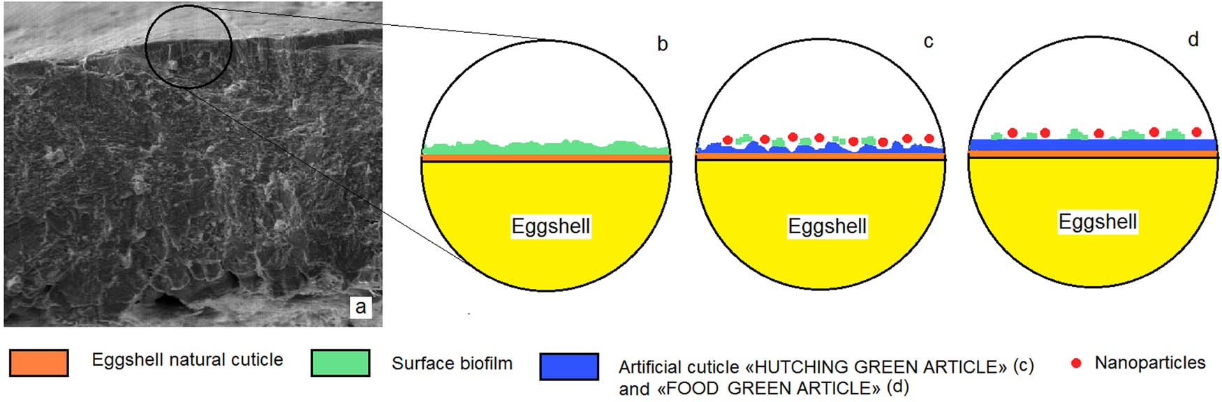 Figure 5
Schematic diagram of the artificial cuticle coating formed on the surface of the table and hatching eggs. (a) and (b) eggshell natural cuticle; (c) HGA; (d) FGA. The chitosan film (blue) of HGA has local thinnings and is much thinner (due to ultrasonic and electrolytic treatment), so it is more gas permeable than the chitosan film of FGA. Lower gas permeability is required to extend the shelf life of eggs.