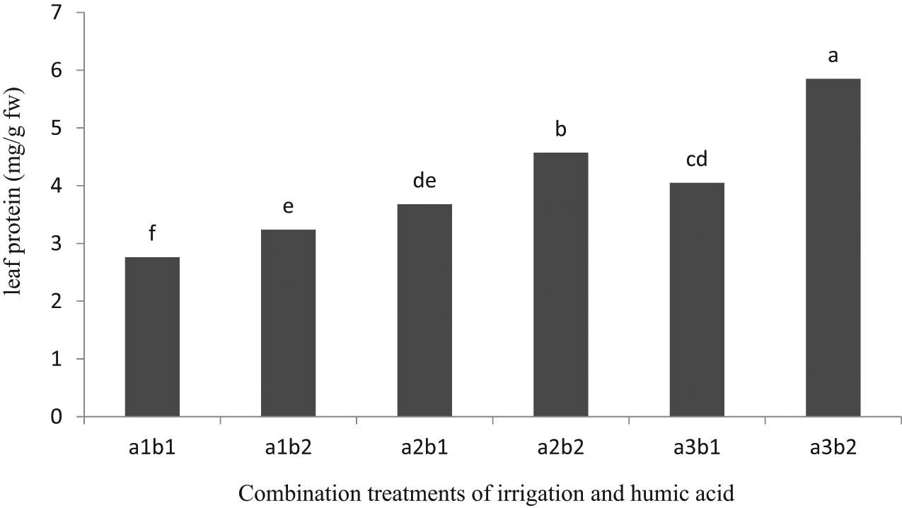 Figure 1
Leaf protein concentration of onions under combination treatments of irrigation (a) and HA (b). The irrigation levels include a1: 80%, a2: 70%, and a3: 60% FC, and HA levels include b1: without and b2: with application. Means with at least one common letter are not statistically significant at 5% level of LSD test.