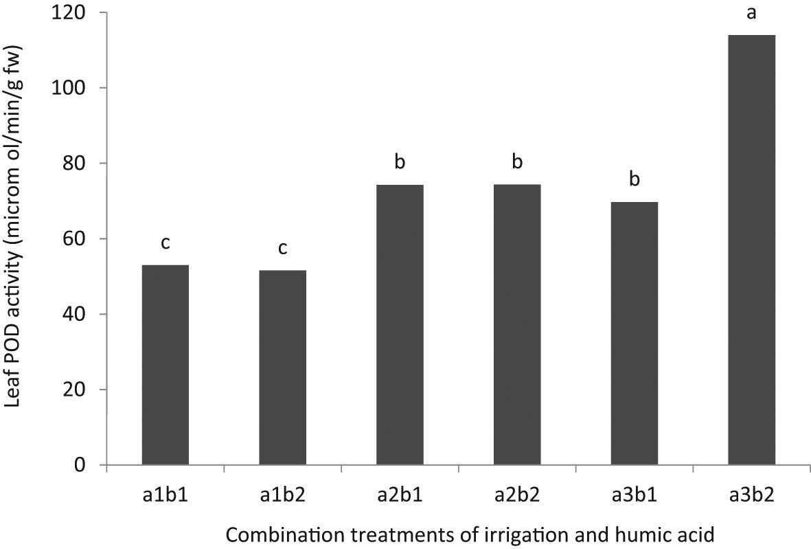 Figure 2
Leaf POD activity of onions under combination treatments of irrigation (a) and HA (b). The irrigation levels include a1: 80%, a2: 70%, and a3: 60% FC, and HA levels include b1: without and b2: with application. Means with at least one common letter are not statistically significant at 5% level of LSD test.