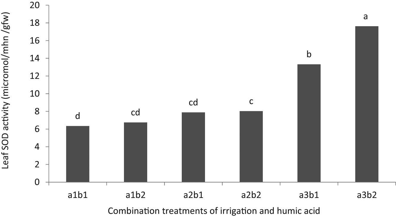 Figure 3
Leaf SOD activity of onions under combination treatments of irrigation (a) and HA (b). The irrigation levels include a1: 80%, a2: 70%, and a3: 60% FC, and HA levels include b1: without and b2: with application. Means with at least one common letter are not statistically significant at 5% level of LSD test.