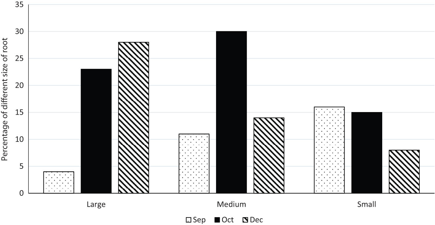 Figure 3 
                  Percent of large, medium, and small sizes of roots in September, October and December harvesting.
               
