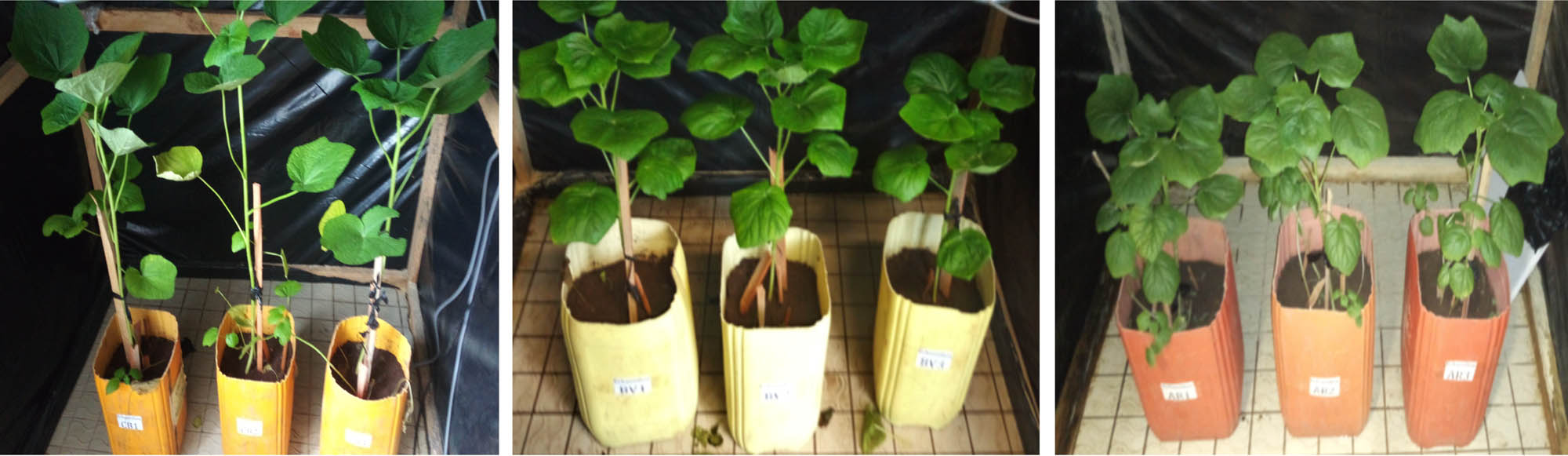 Figure 3
Okra (Abelmoschus esculentus L.) plants 54 days after sowing. From left to right, respectively, okra plants treated under blue, green, and red light.