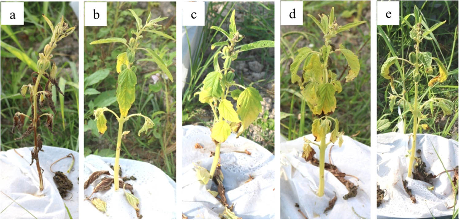 Figure 2
Sesame plants after 20 days of non-irrigation and after treatments with different selenium concentrations: (a) 0 mg/L, (b) 5 mg/L, (c) 10 mg/L, (d) 20 mg/L, and (e) 40 mg/L.