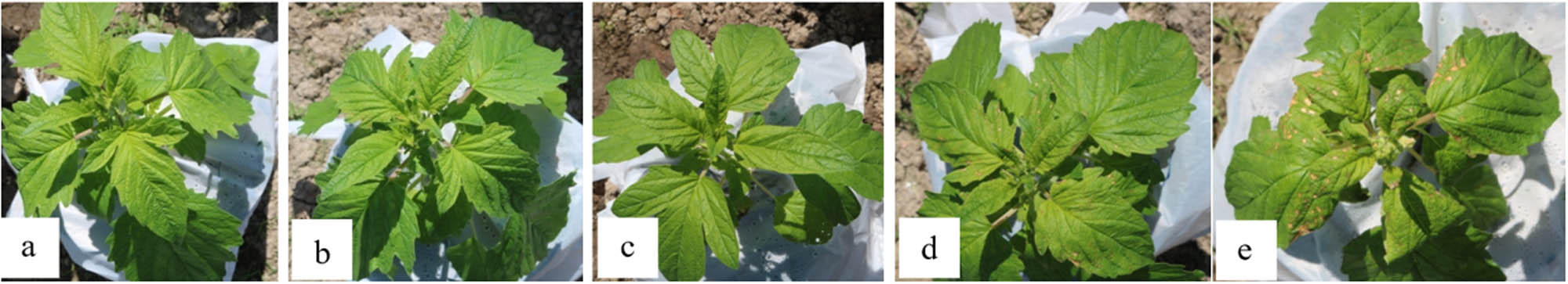 Figure 3
Sesame leaves after 1 day of spraying with selenium: (a) 0 mg/L, (b) 5 mg/L, (c) 10 mg/L, (d) 20 mg/L, and (e) 40 mg/L.