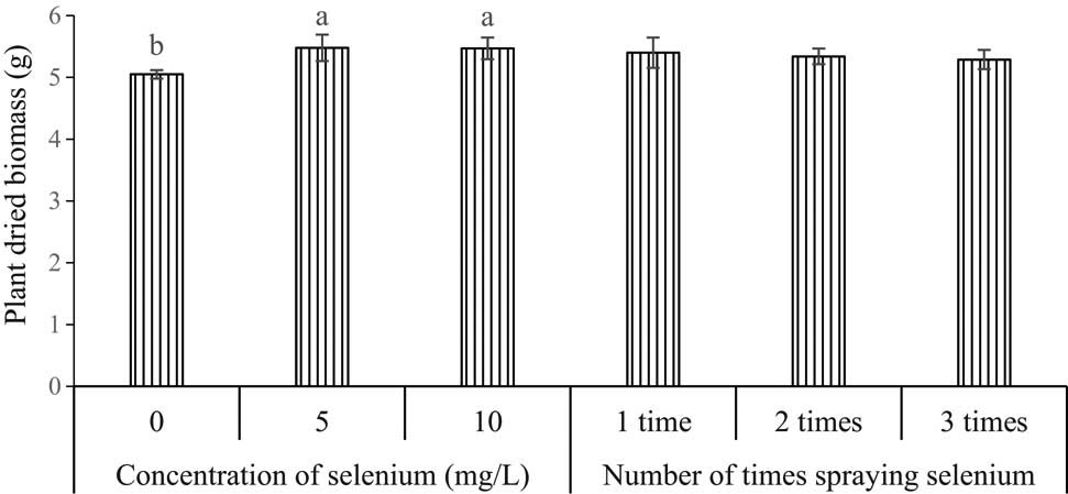Figure 8
Dry weight of plants at harvest. Means (±SD, n = 5) with different letters above the bars are significantly different (p < 0.05) according to Duncan’s multiple range test. Means without letters are not significantly different.