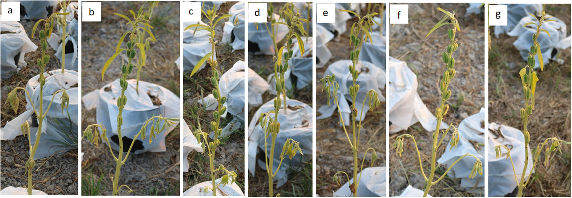 Figure 10
Sesame plants after 20 days without irrigation and after treatments with different selenium concentrations and numbers of applications: (a) 0 mg/L, (b) once with 5 mg/L, (c) twice with 5 mg/L, (d) thrice with 5 mg/L, (e) once with 10 mg/L, (f) twice with 10 mg/L, and (g) thrice with 10 mg/L.