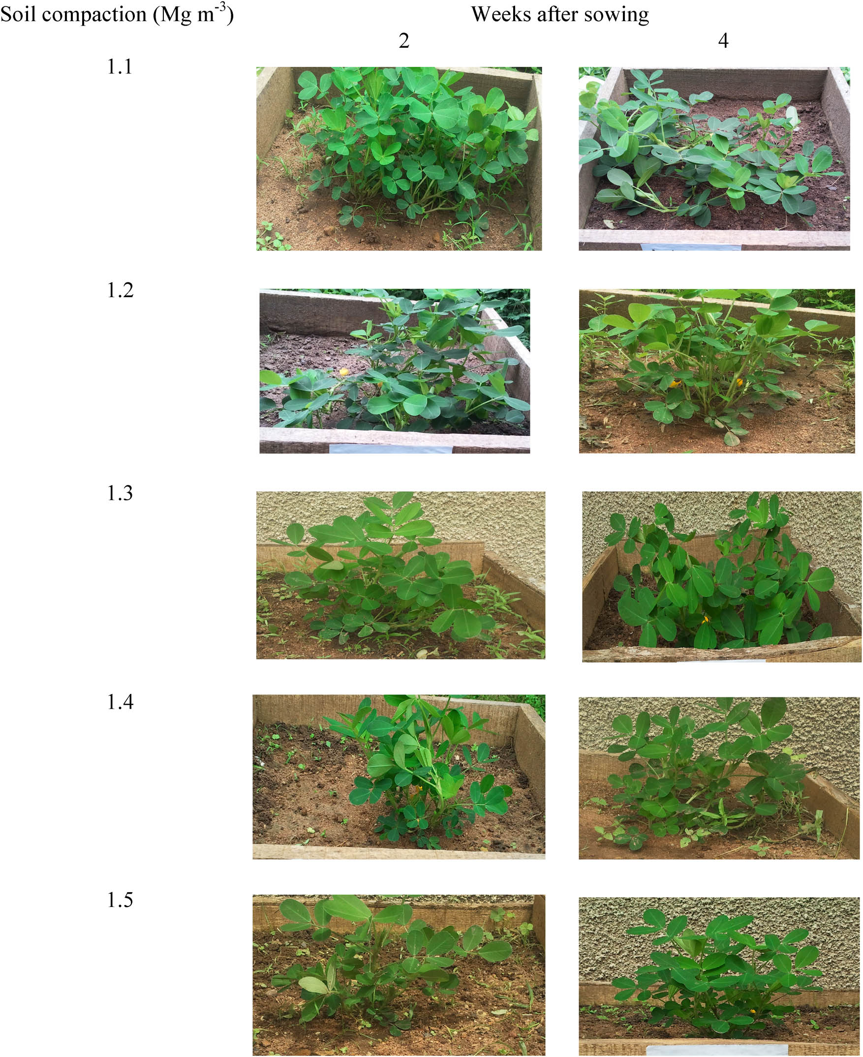 Figure 1
Groundnut plants as affected by soil compaction at 2 and 4 weeks after sowing.