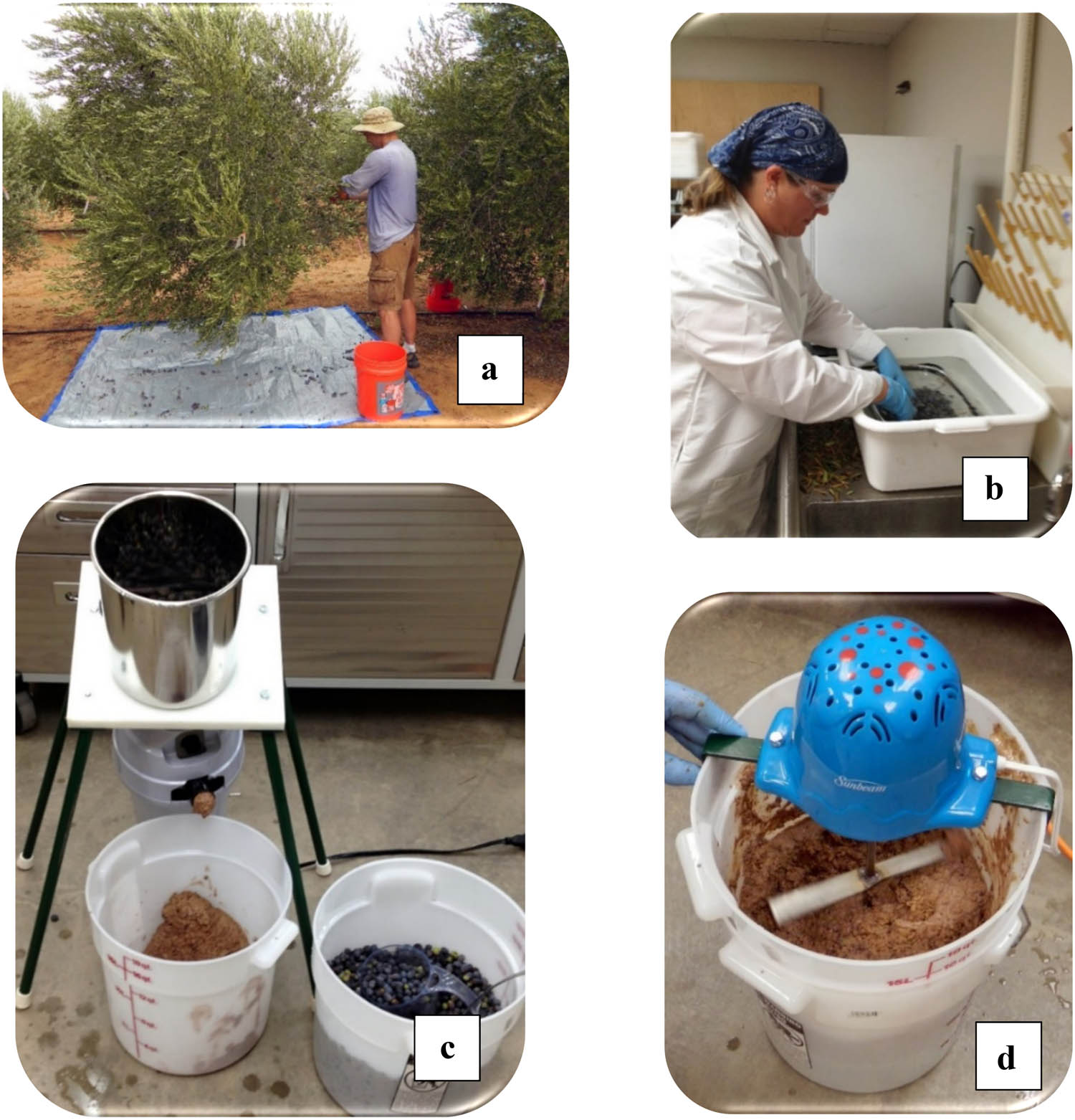 Figure 1
Olive oil preparation: hand harvesting fruit (a), washing fruit (b), crushing fruit (c), and malaxation of fruit paste (d).