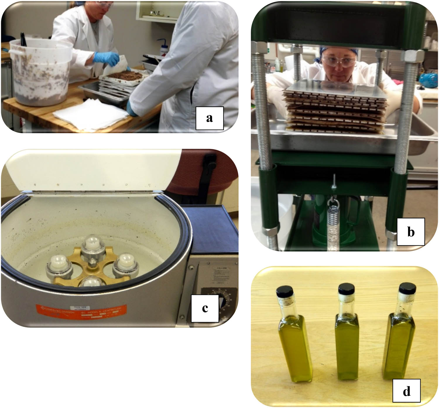 Figure 2
Olive oil preparation: preparing paste for hydraulic pressing (a), hydraulic pressing (b), centrifuging and decantation of oil (c), and samples of bottled oil (d).