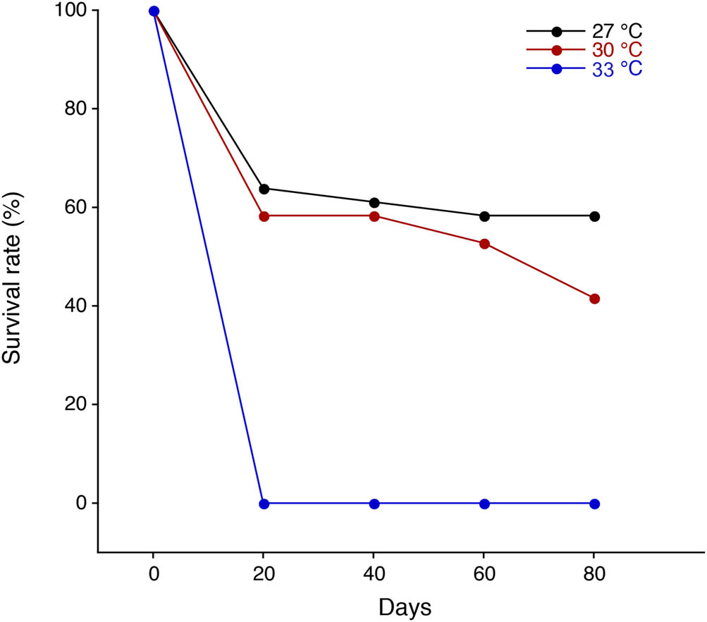 Figure 3 
                  Survival rates of postlarvae in the giant freshwater prawn Macrobrachium rosenbergii reared in different temperature regimes of 27°C (black), 30°C (red), and 33°C (blue).
               