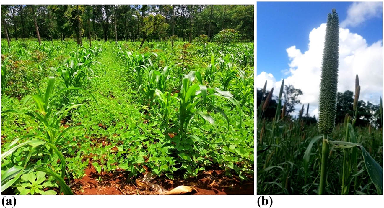 Figure 1 
               Family farming systems characterized by intercropping. Photograph (a) shows a farm in Kitui County with common bean and maize plants intercropped. Photograph (b) shows sorghum crop from Tharaka Nithi. Erratic rainfall occasioned by climate change has led to a rapid shift from maize to sorghum in many family farming systems in the arid agroecological zones of Kenya owing to its economic value and tolerance to water stress.
            