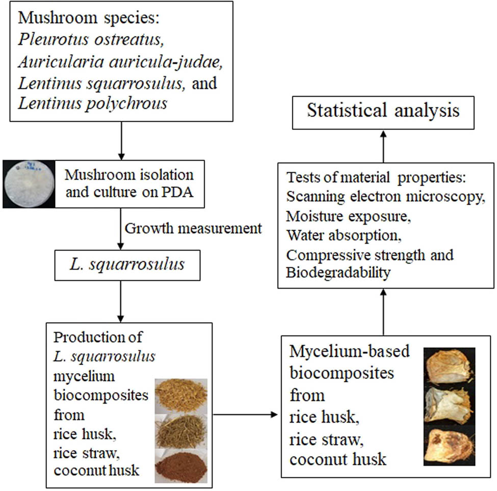 Figure 1 
                  Research methodology employed in this study.