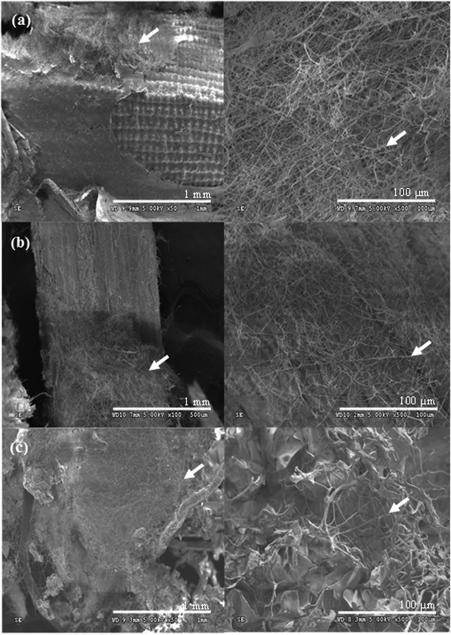 Figure 3 
                  SEM micrographs of L. squarrosulus mycelium on the substrates (arrow heads): (a) rice husk, (b) rice straw, and (c) coconut husk.