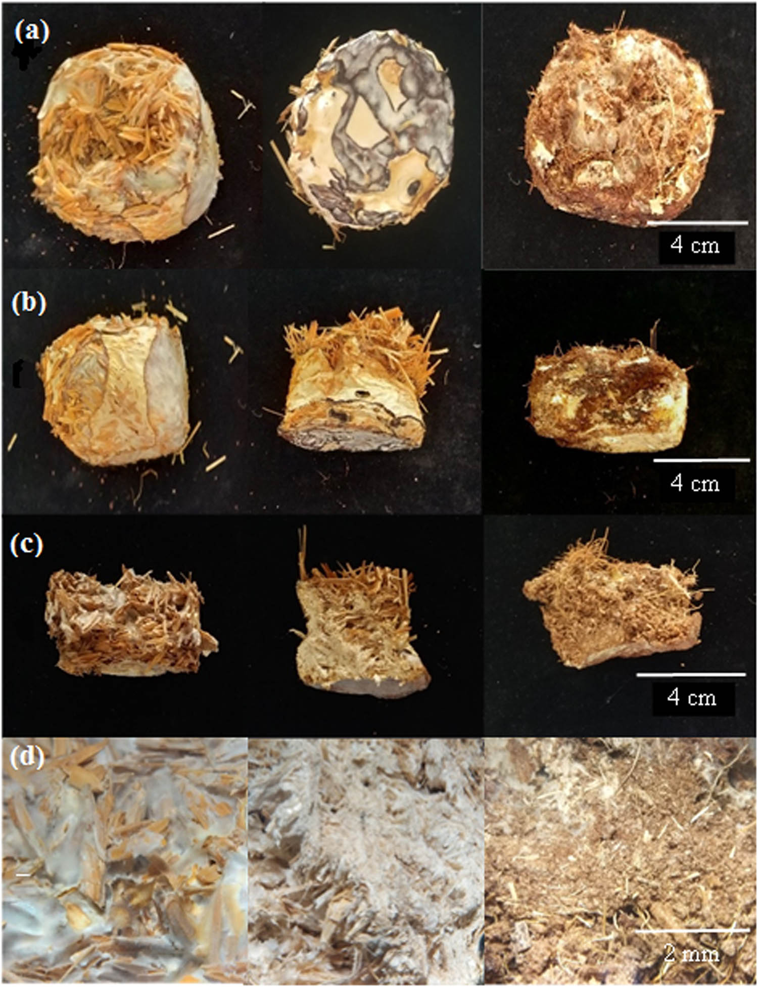 Figure 4 
                  Mycelium composites from L. squarrosulus using rice husk (left), rice straw (middle), and coconut husk (right) in different dimensions: (a) top view, (b) side view, (c) inner view, and (d) stereomicroscopic images.